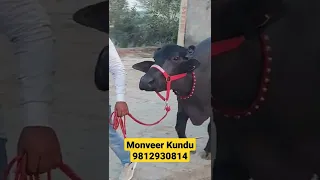 Monveer कुंडू की सबसे टॉप झोटी || Murrah buffalo lover || with female Calf