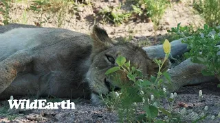 WildEarth - Sunset Safari - 25 January 2024