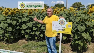 Лидеры урожайности подсолнечника АФ Сады Украины в Херсонской области.