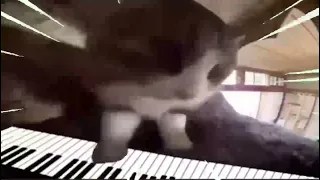 cat plays impossible piano