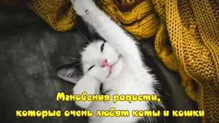 Мгновения радости, которые очень любят коты и кошки Joys for cats