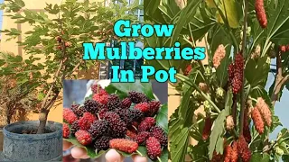 Grow Mulberry tree in Pot  How to Grow Mulberry in Container Growing Blueberries on Terrace