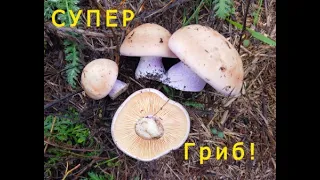 Сбор грибов синеножки рядовка Два ведра вкуснейшего гриба
