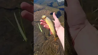 Releasing a HEALTHY BROOK TROUT