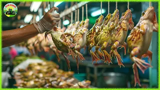 Frog Farm - How Farmer Raised and Frog Meat in Factory | Processing Factory - SUN Farm