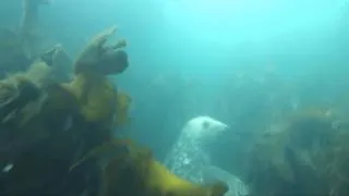 GREY SEAL    HD