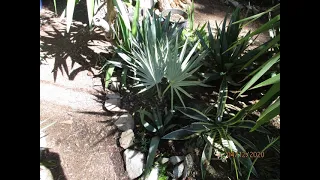 Mexican Blue palm in a Northern climate