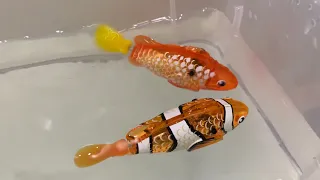 Tail Programming Speed Comparsion Zuru Alive Robo Fish Color Change Series 1 & 2 Vs. ￼Series 3