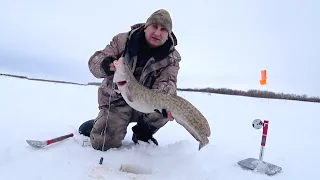 СТОЛЬКО НАЛИМА ЕЩЁ НЕ ЛОВИЛ / РЫБАЛКА С НОЧЁВКОЙ В ПОЛНОМ КОМФОРТЕ