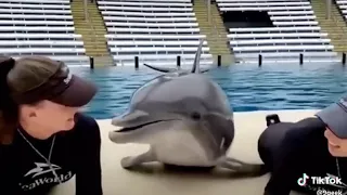 Дельфин целует девушку