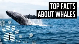 Top facts about whales | WWF