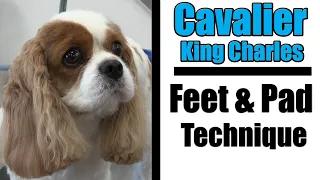 Cavalier King Charles Spaniel | Grooming Feet & Pads Tutorial