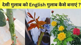 rose Grafting | rose plant techniques  | rose bud grafting | rose grafting kaise karte hain