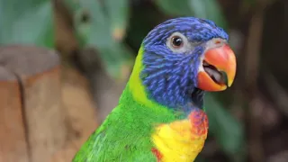 Rainbow Lorikeet  4k Video