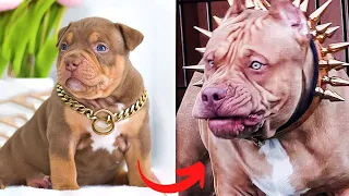 Badass Dog Transformation Videos | I'm A Big Kid | Furry Buddy