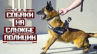 Подразделение К-9 : Собаки на службе полиции США