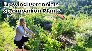 Growing Perennials & Companion Plants: tips for organic pest-free food, medicinals & healthy soil