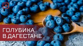 Дагестанские фермеры проявляют интерес к выращиванию голубики