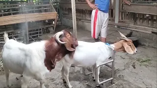 Boer Goat Crosses with F1 Banteng in village farm