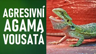 Jak ochočit AGAMU vousatou? / Důvody k ochočení plazů / Agama vousatá