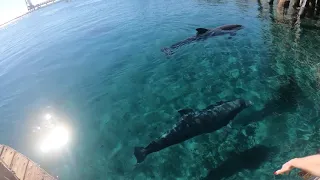 Dolphin Reef. Eilat Israel