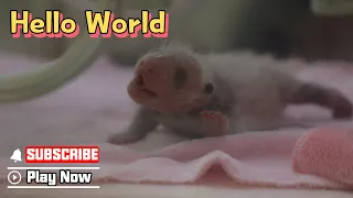 I’m The Newborn Panda Baby Of 2022 | iPanda