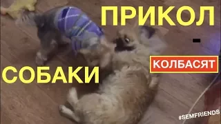 Прикол собаки: йорк и пекинес играют в квартире | Funny dogs: york and pekinese play in apartment