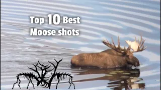 TOP 10 BEST MOOSE HUNTING KILL SHOTS