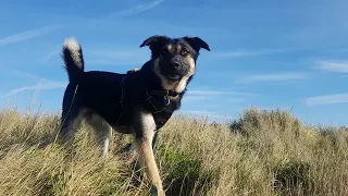 Lupin - Romanian Rescue Dog - 3 Weeks Residential Dog Training