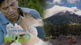 Examining animals that were left near Mayon Volcano | Born to be Wild