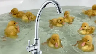 First bath for funny ducklings