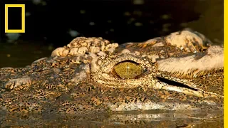 Un crocodile attaque des jeunes gnous