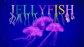 Jellyfish |Sea Jellies |What Is a Jellyfish? |Jellyfish Stings |The Wonderful World of Invertebrates