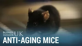 Researchers Have Found A Way To Make Mice Live Longer