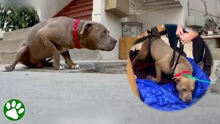 Vor Angst erstarrter Hund lernt wieder laufen