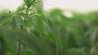 VERIFY | 3 common misconceptions about medical marijuana in Kentucky