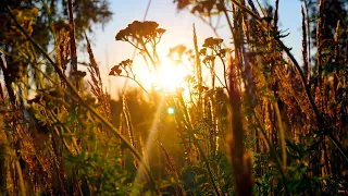 Evening field at sunset. Background sounds of nature for relaxation.