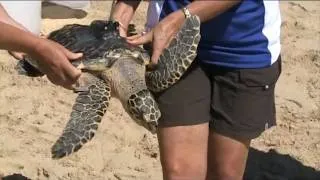 Matilda the turtle released back into the wild