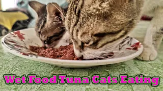 Wet Food Tuna Cats Eating 😘 | Cat Vlog