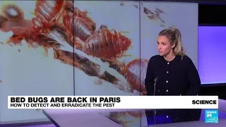 Paris hit by bedbug invasion ahead of Summer Olympics • FRANCE 24 English