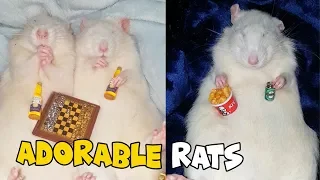 Adorable Rats Compilation | This is what Rats do on their Days Off