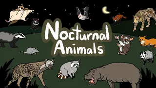 Nocturnal Animals | What kind of Animals are awake during the night? | Kids Draw