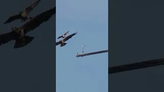 Peregrine Falcon vs Bald Eagles! his Peregrine Falcon doesn't like pesky Bald Eagles