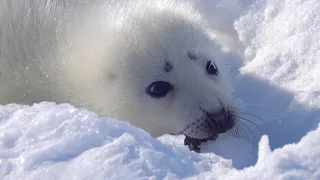A curious baby seal is playing with a snowball in his mouth.