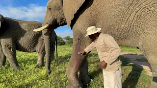 An Update on Fishan, the Bull Elephant Who Overcame a Fractured Leg to Walk with his Herd Again!