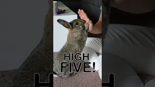 How To Train a Rabbit to High-Five
