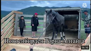 Hовосибирден Горна Алтайга аттар жетип келди буйруса| Horses arrived Novosibirsk to Gorna Altai🇰🇬