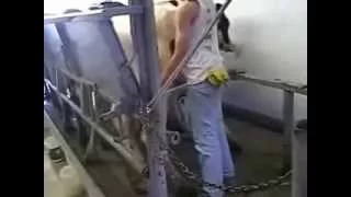 Milking Parlors - Back gate operation