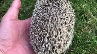 ハリネズミ🦔庭でかけっこ💨💨の巻