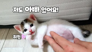 이제 아빠가 생겨 행복한 아기고양이│농수로에서 구조한 새끼고양이